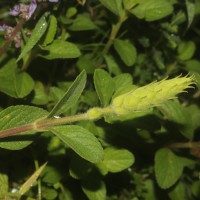 Coleus barbatus var. barbatus (Andrews) Benth. ex G.Don (Andrews) Benth. ex G.Don